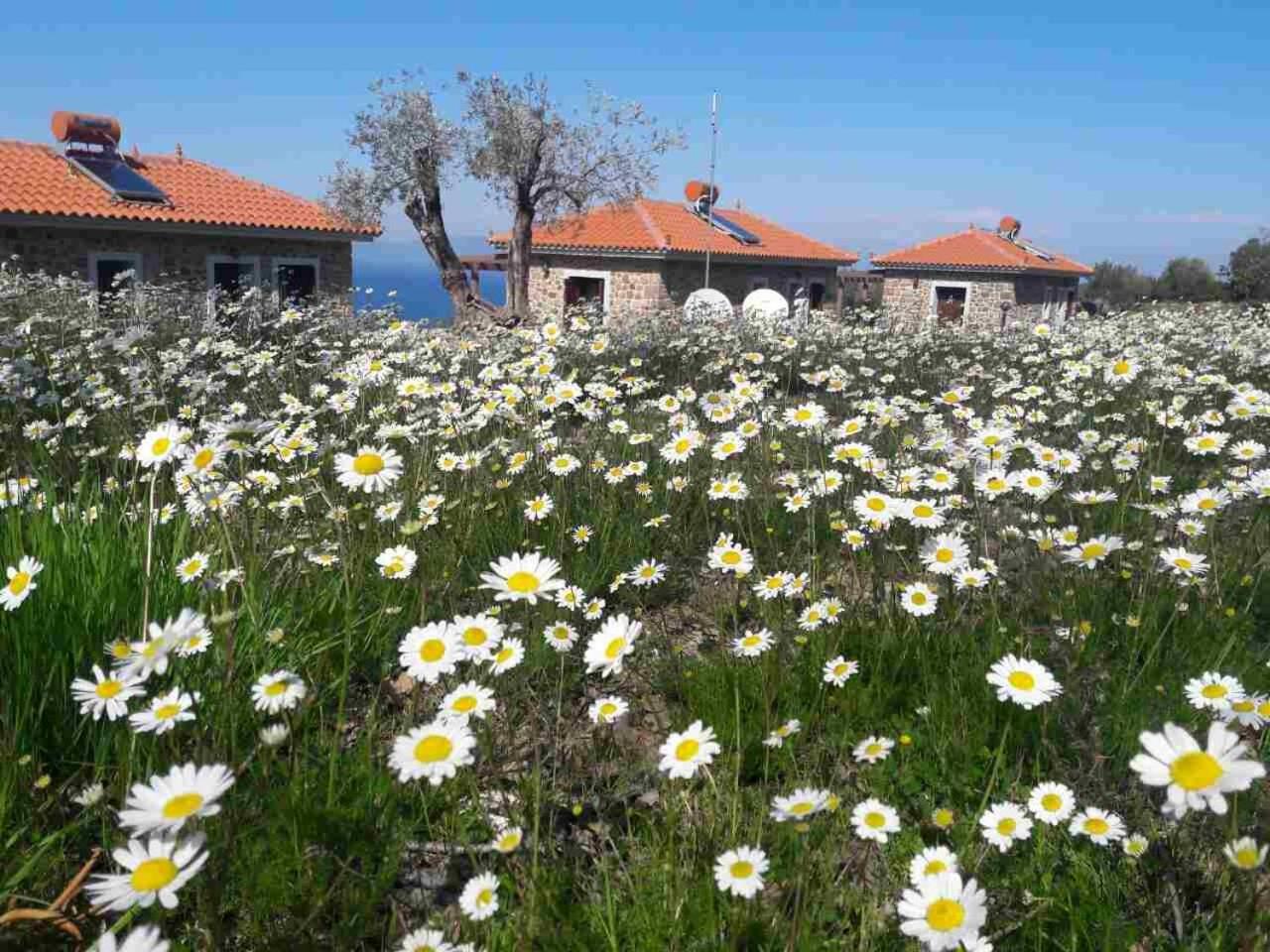 Ktima Kiourelioti Villa Skala Sykamineas Bagian luar foto