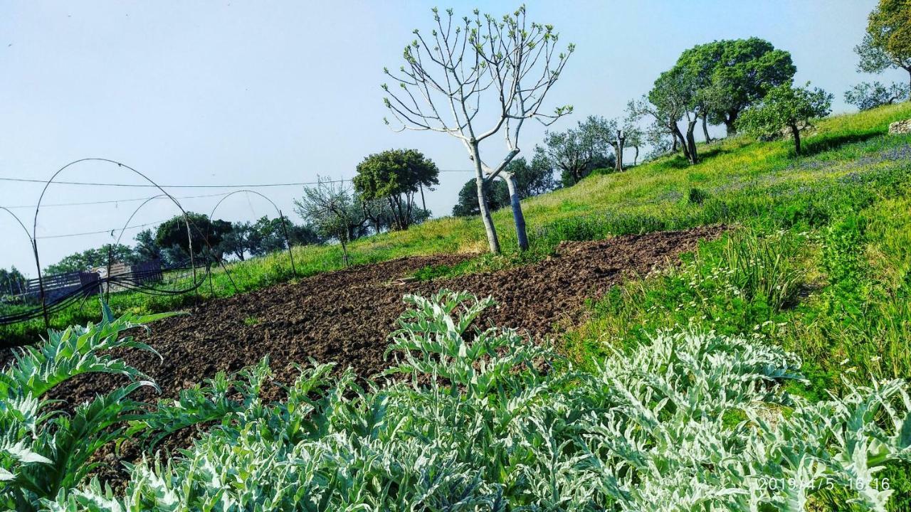 Ktima Kiourelioti Villa Skala Sykamineas Bagian luar foto