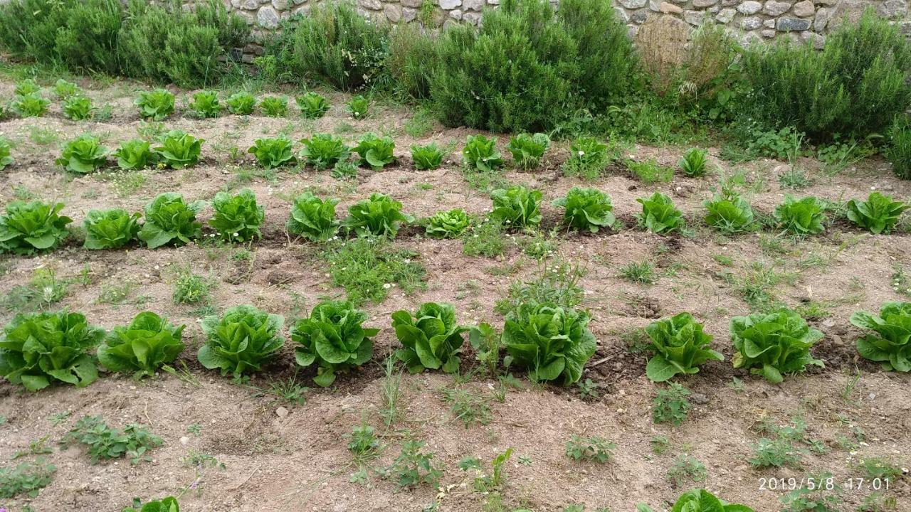 Ktima Kiourelioti Villa Skala Sykamineas Bagian luar foto